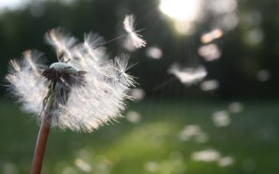 Bioresonanz Wien 04/25: Allergien auf Pollen und Gräser